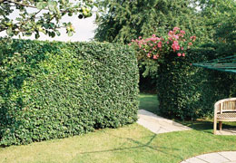hedge trimming and garden maintenance